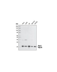 Cell Signaling Rap1A/Rap1B (26B4) Rabbit mAb 20 uL