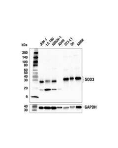 Cell Signaling SOD3 (E8M3G) Rabbit mAb