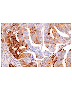 Cell Signaling Hsp27 (G31) Mouse mAb