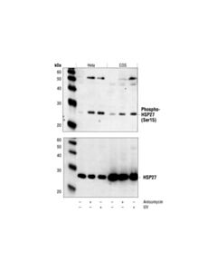 Cell Signaling Phospho-Hsp27 (Ser15) Antibody