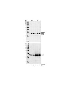 Cell Signaling Phospho-Hsp27 (Ser78) Antibody