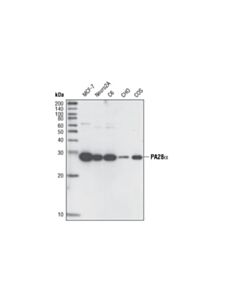 Cell Signaling Pa28alpha Antibody