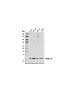 Cell Signaling Rab11a Antibody
