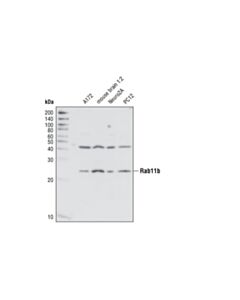 Cell Signaling Rab11b Antibody
