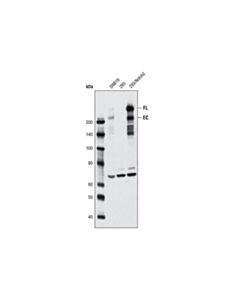 Cell Signaling Notch2 (8A1) Rabbit mAb 20 uL