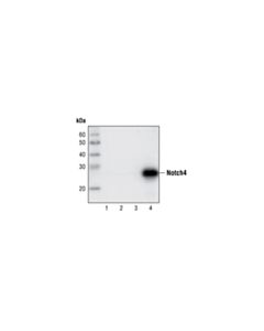 Cell Signaling Notch4 (L5C5) Mouse mAb 20 uL