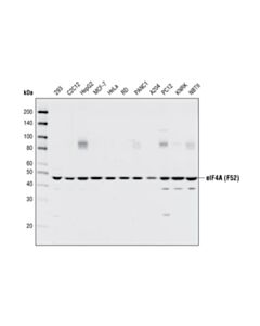 Cell Signaling Eif4a (F52) Antibody