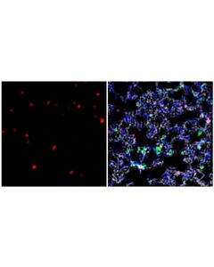 Cell Signaling Cd3 (17a2) Rat mAb (Apc Conjugate)
