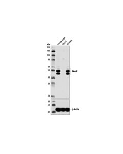 Cell Signaling NeuN (D4G4O) Rabbit Monoclonal Antibody