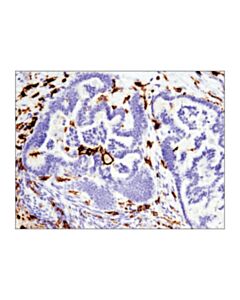 Cell Signaling Cd16 (D1n9l) Rabbit mAb