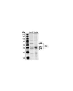 Cell Signaling Shc Antibody