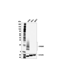 Cell Signaling LY6G6D (F7X3A) Rabbit mAb