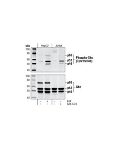 Cell Signaling Phospho-Shc (Tyr239/240) Antibody