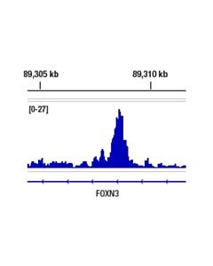 Cell Signaling PPAR gamma (C26H12) Rabbit Monoclonal Antibody