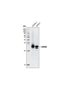 Cell Signaling LIN28A (D84C11) XP ® Rabbit mAb (BSA and Azide Free)