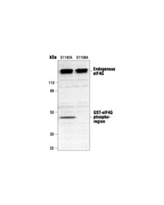 Cell Signaling Phospho-Eif4g (Ser1108) Antibody