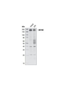 Cell Signaling As160 Antibody