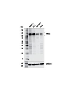 Cell Signaling Parg (E9r4g) Rabbit mAb