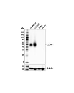 Cell Signaling Cd200 (E5i9v) Xp Rabbit mAb (BSA And Azide Free)