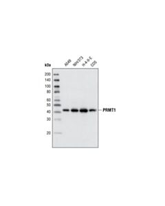 Cell Signaling Prmt1 (F339) Antibody