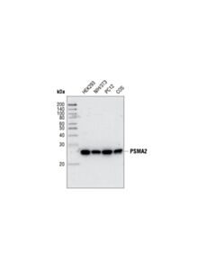 Cell Signaling Psma2 Antibody