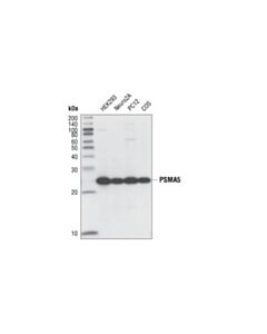 Cell Signaling Psma5 (K231) Antibody