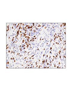 Cell Signaling Cd3epsilon (D7a6e) Xp® Rabbit mAb (BSA And Azide Free)