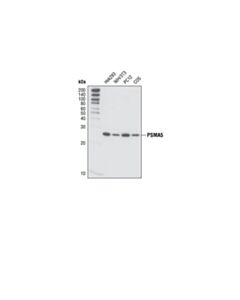 Cell Signaling Psma5 (T14) Antibody