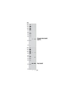 Cell Signaling Phospho-Rac1/Cdc42 (Ser71) Antibody