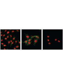 Cell Signaling Phosphoplus Mlkl (Ser345) Antibody Duet