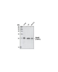 Cell Signaling Cdc42 (11a11) Rabbit mAb
