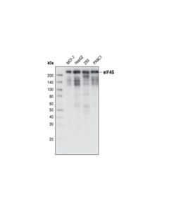 Cell Signaling Eif4g (C45a4) Rabbit mAb