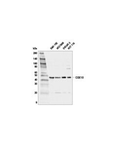 Cell Signaling Cox10 (E6k4d) Rabbit mAb