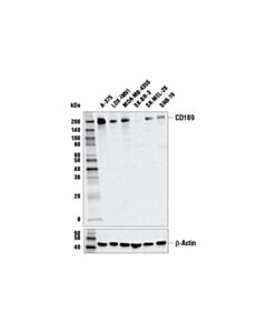Cell Signaling Cd109 (E4i2v) Rabbit mAb