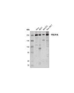 Cell Signaling Polr1a (D6s6s) Rabbit mAb