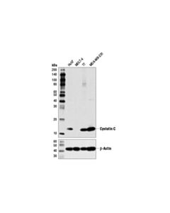 Cell Signaling Cystatin C (D6u3e) Rabbit mAb