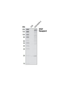 Cell Signaling Vegf Receptor 3 Antibody