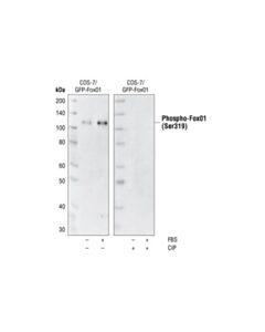 Cell Signaling Phospho-Foxo1 (Ser319) Antibody