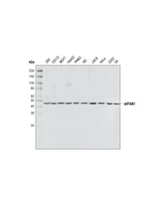 Cell Signaling Eif4a1 Antibody