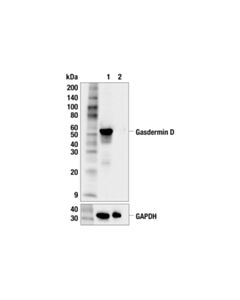 Cell Signaling Gasdermin D (F6B3M) Rabbit mAb