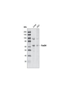 Cell Signaling Foxo4 (55d4) Rabbit mAb