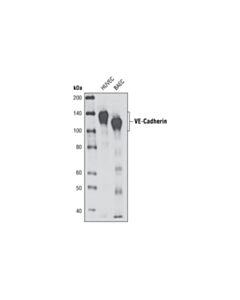 Cell Signaling Ve-Cadherin (D87f2) Xp Rabbit mAb