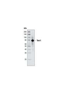 Cell Signaling Torc1/Crtc1 Antibody