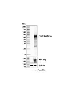 Cell Signaling Firefly Luciferase (E9W9V) Rabbit mAb