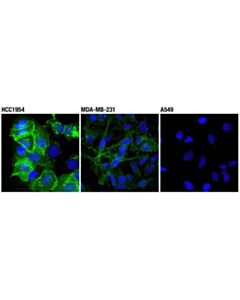 Cell Signaling Pd-L1 (Extrcellulr Domin Specific) (D8t4x) Rbbit mAb (Alex Fluor(R) 488 Conjugte) 100 Ul Apply) (Additional