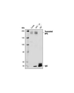 Cell Signaling Apc Antibody