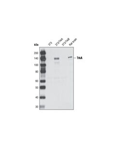 Cell Signaling Trka Antibody