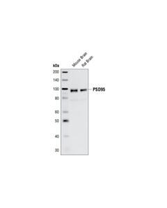 Cell Signaling Psd95 Antibody
