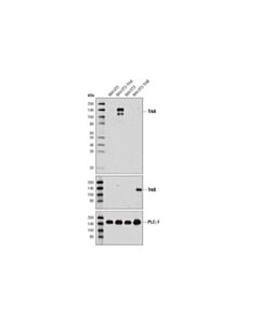 Cell Signaling TrkA (12G8) Rabbit mAb 20 uL