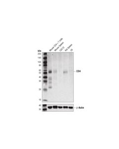 Cell Signaling Cd4 (D7d2z) Rabbit mAb